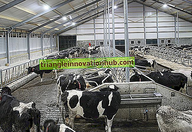 Iluminação para construções de fazenda de leiteria - gestão de gado leiteiro