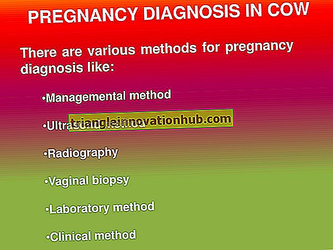 Zwangerschap Diagnose van Dieren: belang, methoden en procedures - beheer van melkveebedrijven
