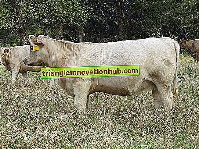 Studie van externe lichaamsdelen van een koe, buffel en stier: doel en procedure - beheer van melkveebedrijven