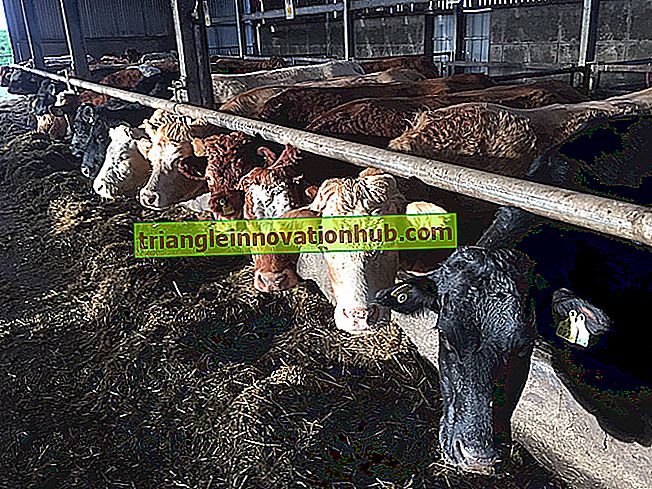 Studie van het fokken en kalven registreren - beheer van melkveebedrijven