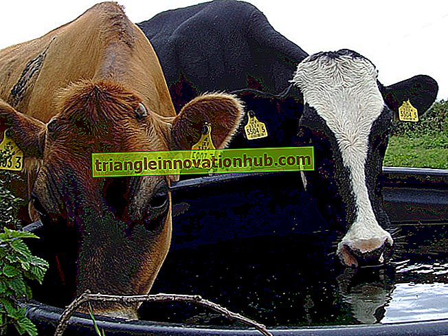 Determinação da necessidade de água potável de vacas leiteiras - gestão de gado leiteiro