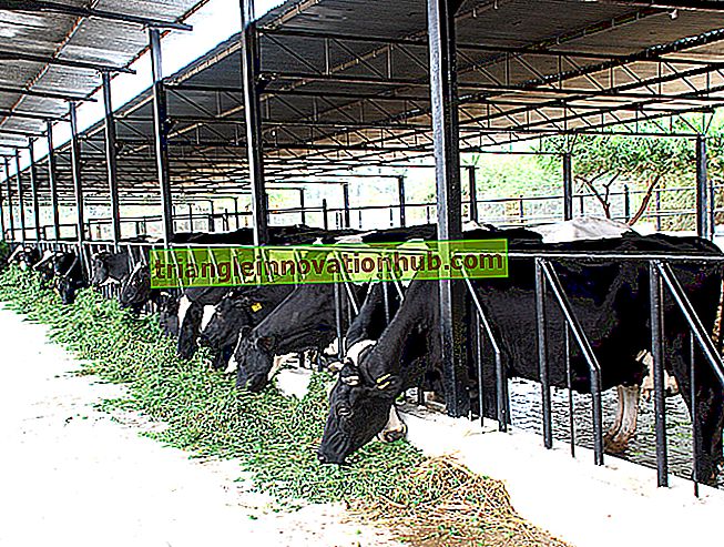 Dairy Cattle Housing en Layout of Dairy Farm - beheer van melkveebedrijven