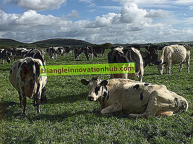 Seleção de raças e criação de gado leiteiro - gestão de gado leiteiro