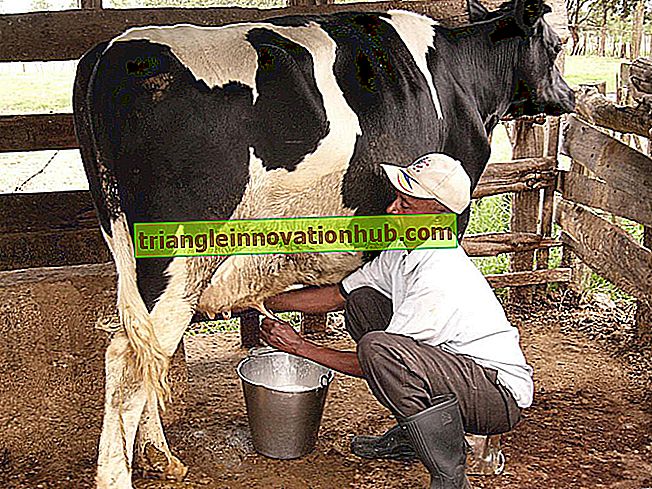 إدارة الحيوانات المرضعة من أجل تعظيم إنتاج الحليب - إدارة مزارع الألبان