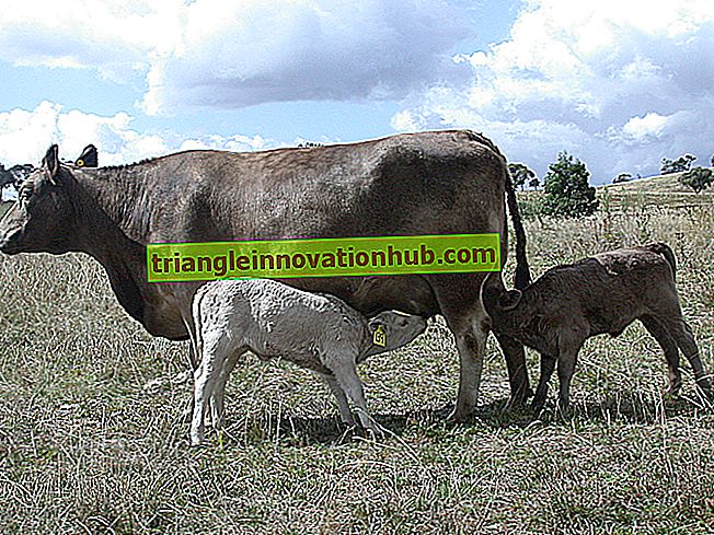 Gestão de vacas reprodutoras repetidas e registros de reprodução - gestão de gado leiteiro
