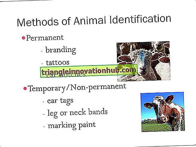 Märkning av djur för identifiering