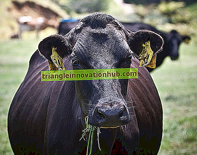Dehorning (disbudding) af dyr - dairy farm management