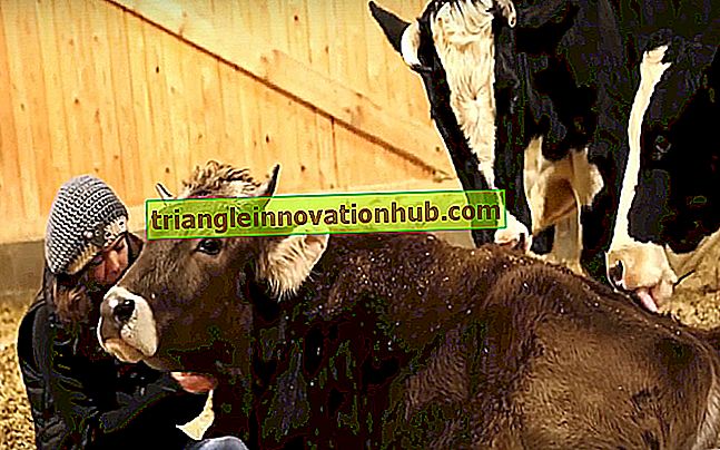 Toilettage des animaux laitiers - gestion de la ferme laitière
