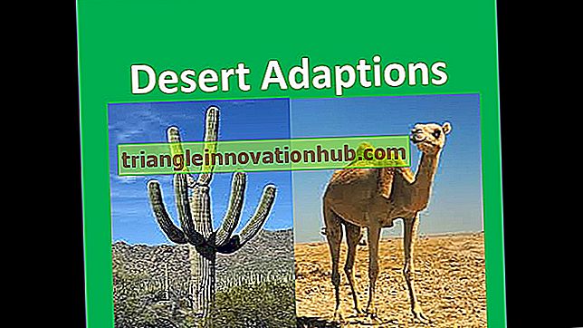 Adaptaciones de los animales al medio ambiente desértico. - entorno desiertos