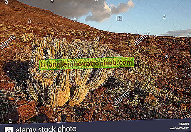 Especies De Plantas De Hidrocarburos En Desiertos Y Semi-Desiertos - entorno desiertos