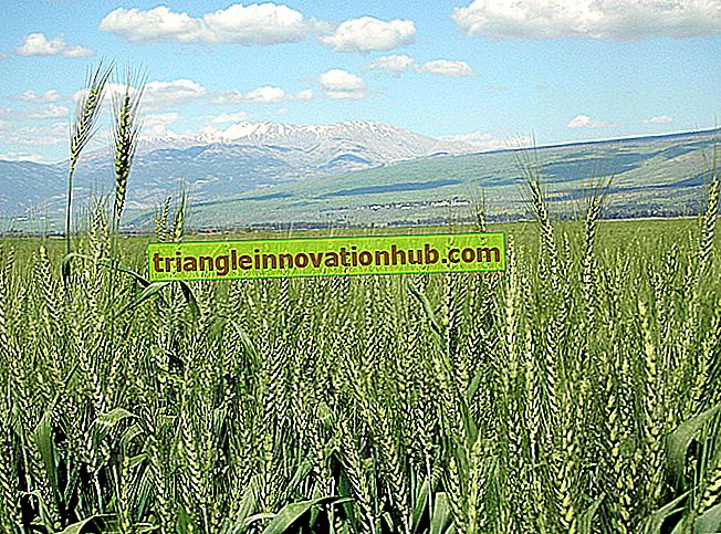 Differenza tra il grano invernale e il grano primaverile - differenza