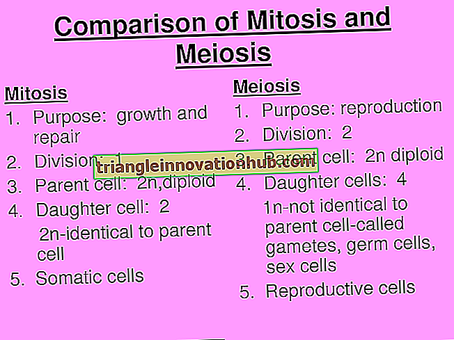 Skirtumas tarp Mitozės ir Meiozės (566 žodžiai) - skirtumas
