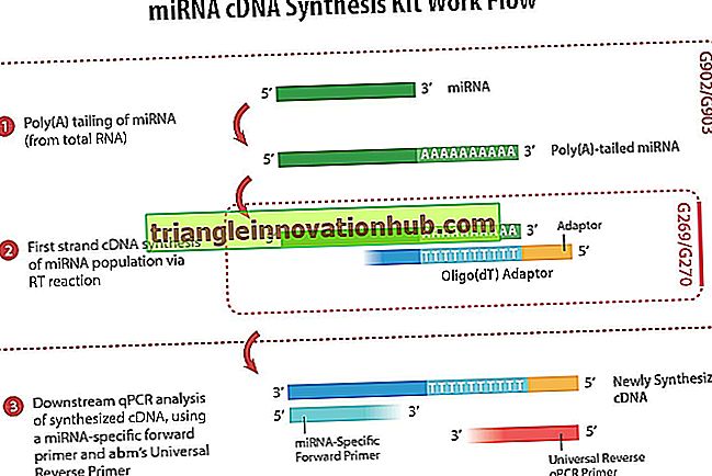 Omvendt transskription på RNA og DNA - dna