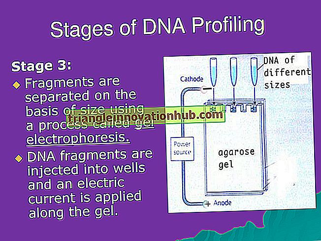 DNA Fingeraftryk: Principper og teknikker for DNA Fingerprinting - dna