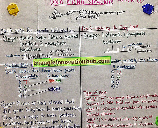 Nyttige noter om DNA's kemiske struktur - dna