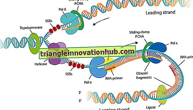 DNA-replikation: Mekanismer af DNA-replikation - dna