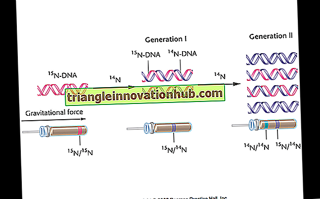 DNA-replikation er semi-konservativ - (eksperimentel bevis) - dna
