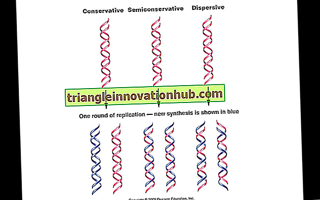 DNA-replikation: Noter om halv-konservativ replikation af DNA - dna