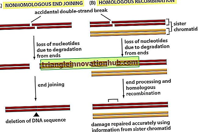 DNA Replication: Noter om DNA Replication, Reparation og Rekombination - dna