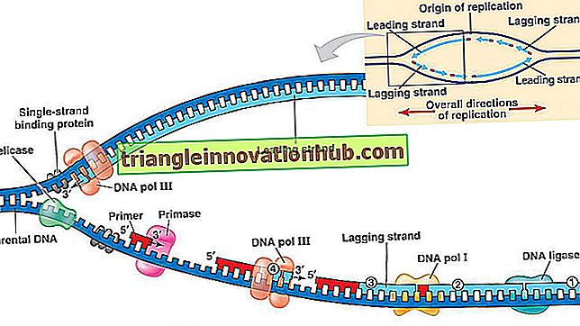 Mekanisme for DNA-replikation (forklaret med diagrammer) - dna
