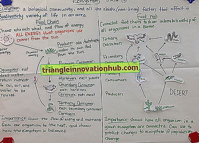 Cadenas alimentarias: notas útiles sobre cadenas alimentarias (explicadas con un diagrama) - ecología