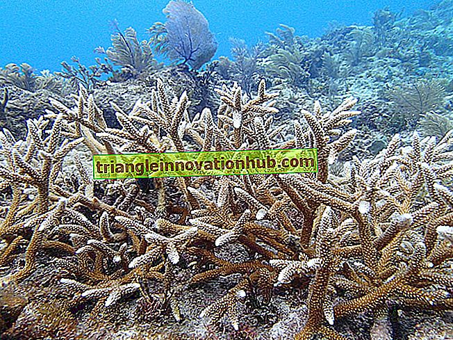 ترميم إيكولوجيا الشعاب المرجانية - ecorestoration