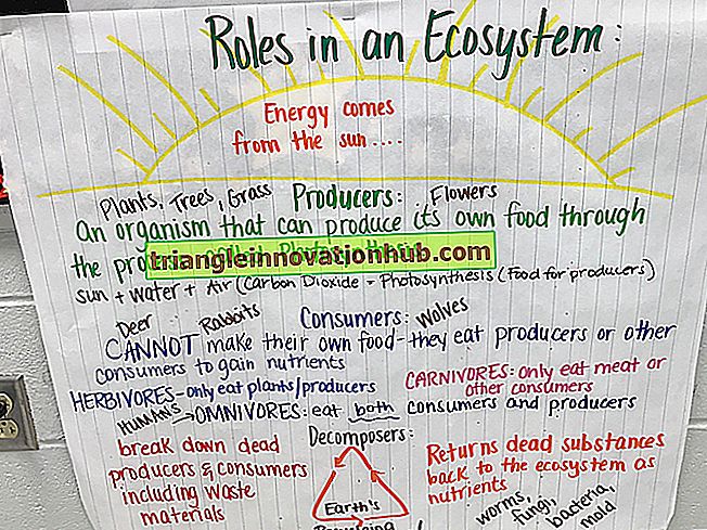 Ecosystem: Notes utiles sur notre écosystème (avec diagramme)