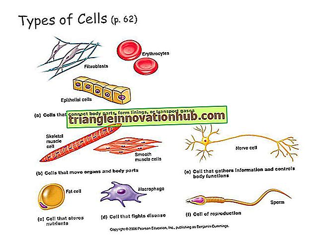 3 Pagrindiniai antrinių ląstelių tipai - elektros inžinerija