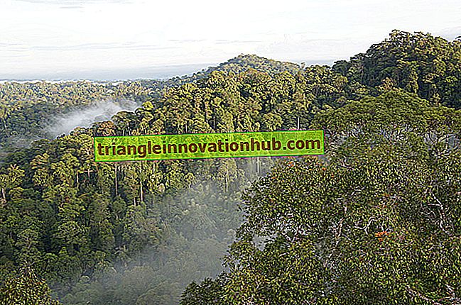 استخدامات الغابات: 5 الاستخدامات الرئيسية غير المباشرة للغابات - بيئة