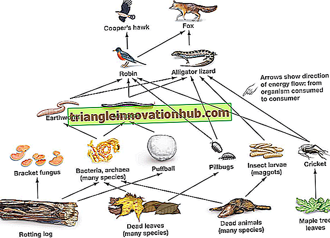 Maisto tinklai: naudingos pastabos apie maisto tinklus (su diagrama) - aplinką