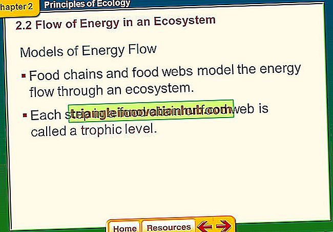 2 Energijos srauto modeliai ekosistemoje (su diagrama) - Paaiškinta! - aplinką