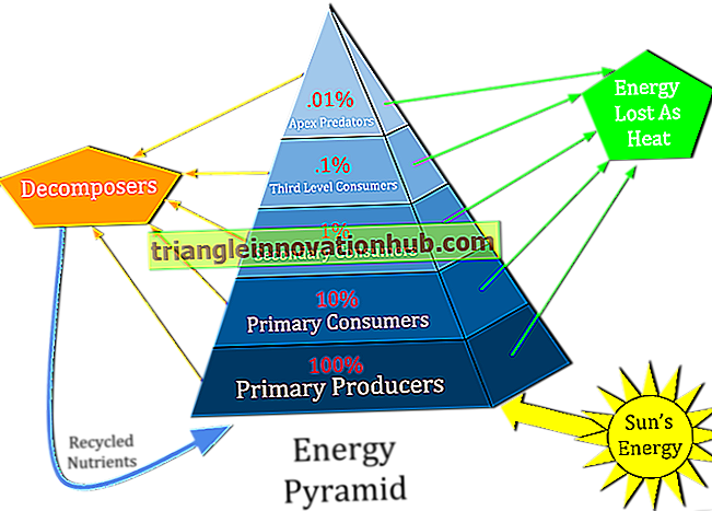 Ekologinių piramidžių tipai: skaičių, biomasės ir energijos piramidės (su diagrama) - aplinką