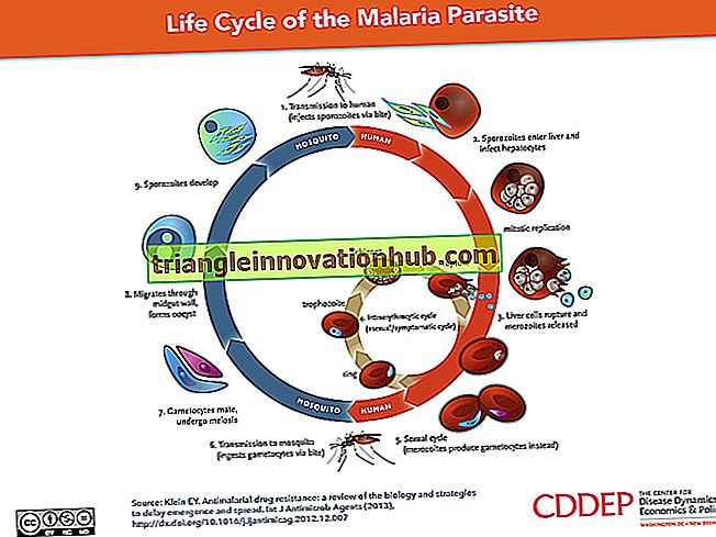 Malarial parasitter i menneskekroppen: Distribusjon og livssyklus - essay
