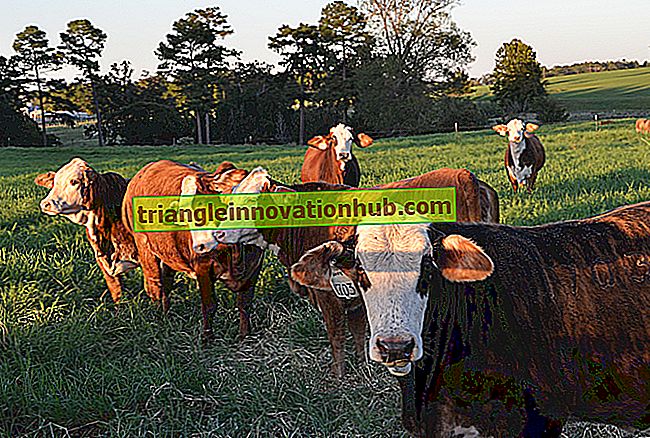 Controllo dell'allevamento di bestiame: fattori necessari per il controllo dell'allevamento di bestiame - tema