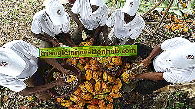 Dyrkning af kakao: Egnede faktorer kræves til dyrkning af kakao