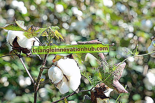 Coltivazioni di cotone: tipi e condizioni di crescita richieste per le coltivazioni di cotone - tema