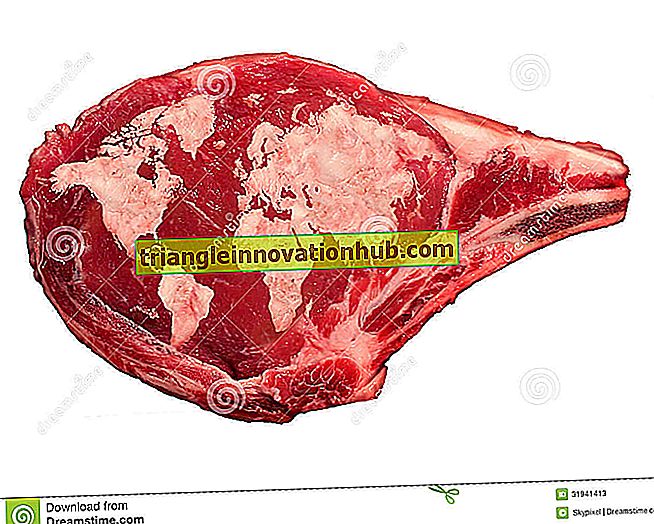 Bovini da carne: produzione e distribuzione in tutto il mondo (con mappe) - tema