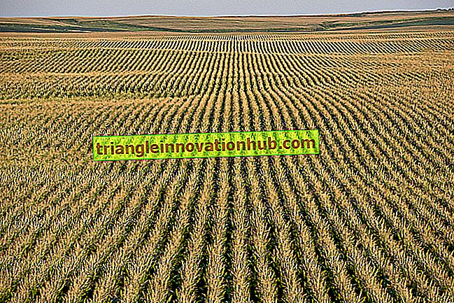Produzione di mais: produzione e distribuzione di mais in tutto il mondo - tema