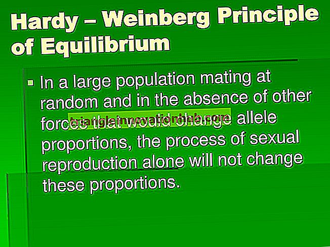 Principio de Equilibrio de la Evolución por Hardy-Weinberg - evolución