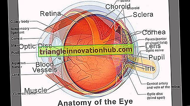 Augen: Struktur, Funktion und Probleme (erklärt mit Diagramm) - Augen