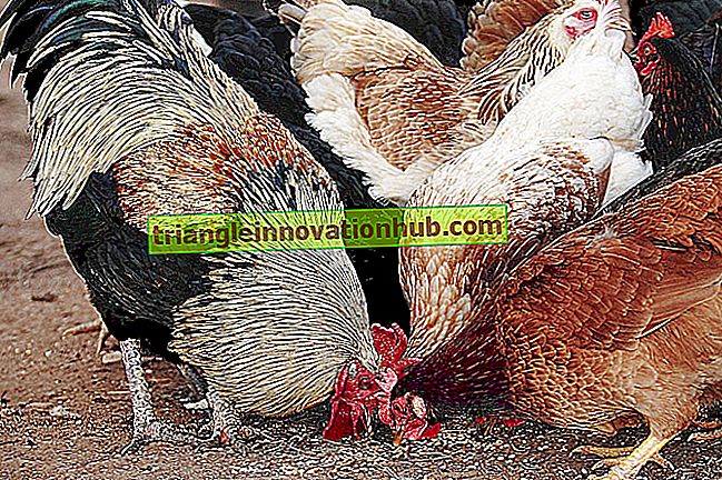 Paukščių auginimas: maistas ir naminių paukščių auginimas - ūkininkavimas
