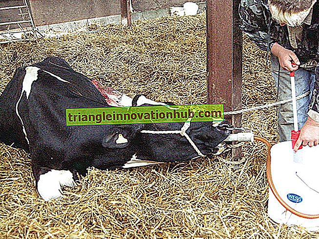 Hướng dẫn ngắn về cách chăm sóc bò tại và sau khi đẻ