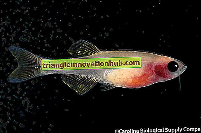 Transgene fisk: Betydning, utvikling og anvendelse - fisk