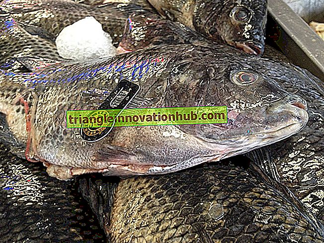 Monosex kultur og kjønnssvikt i fiskene  genetikk - fisk