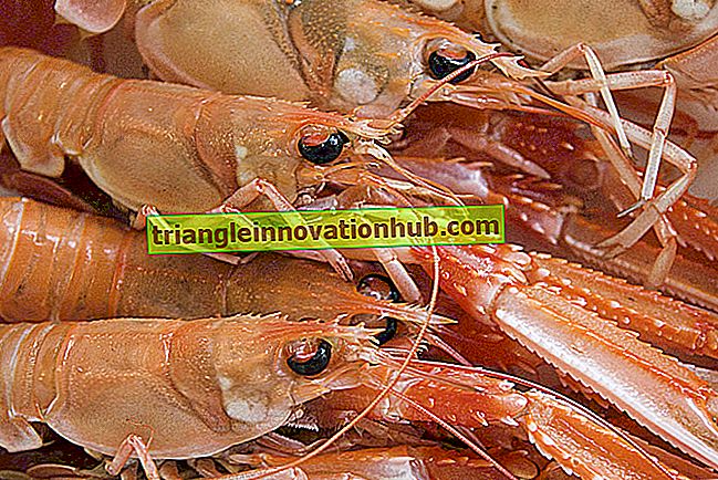 Einstufung von Schalentieren: Krebstiere und Weichtiere - Fisch