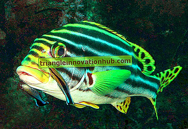 Buccopharynx और मछलियों में इसका संशोधन - मछली