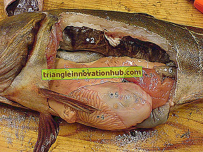 Žuvų jutimo organai (su diagrama) - žuvis