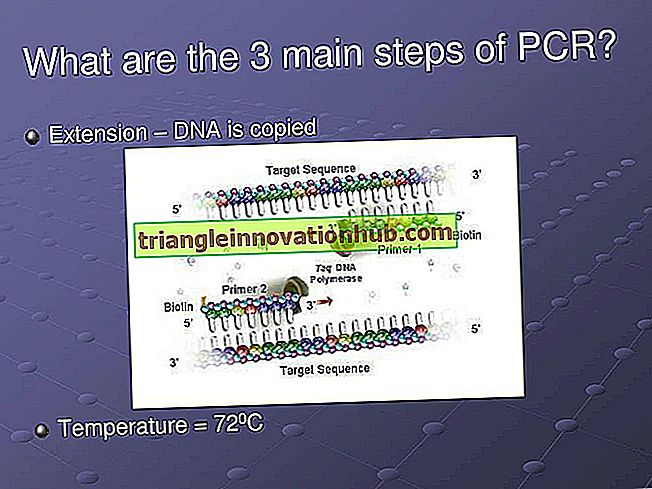 Top 3 opeenvolgende stappen van polymerasekettingreactie (PCR) - vis