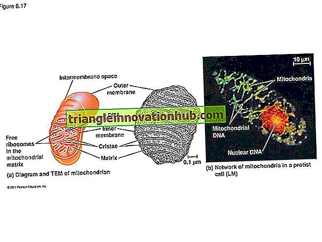 Vis mitochondriaal DNA (met diagram) - vis