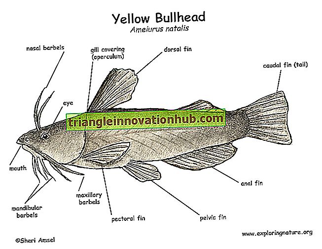 Kleuring van vissen (met diagram) - vis